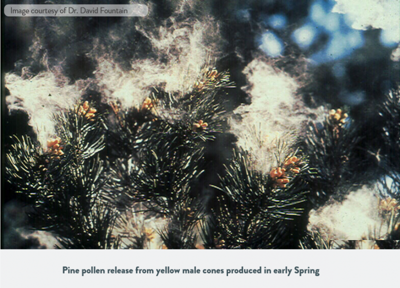 Predicting the Start of the Pine Pollen Season