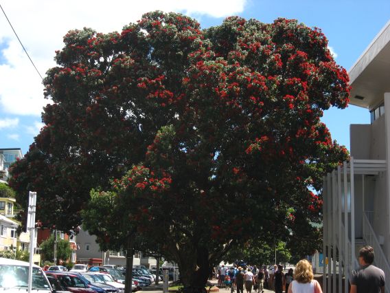 Oriental Parade Pohutukawa 6 Dec 2008