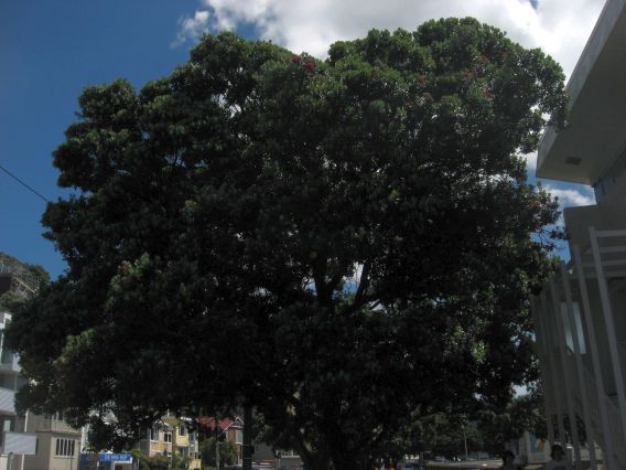 Oriental Parade Pohutukawa 7 Dec 2009