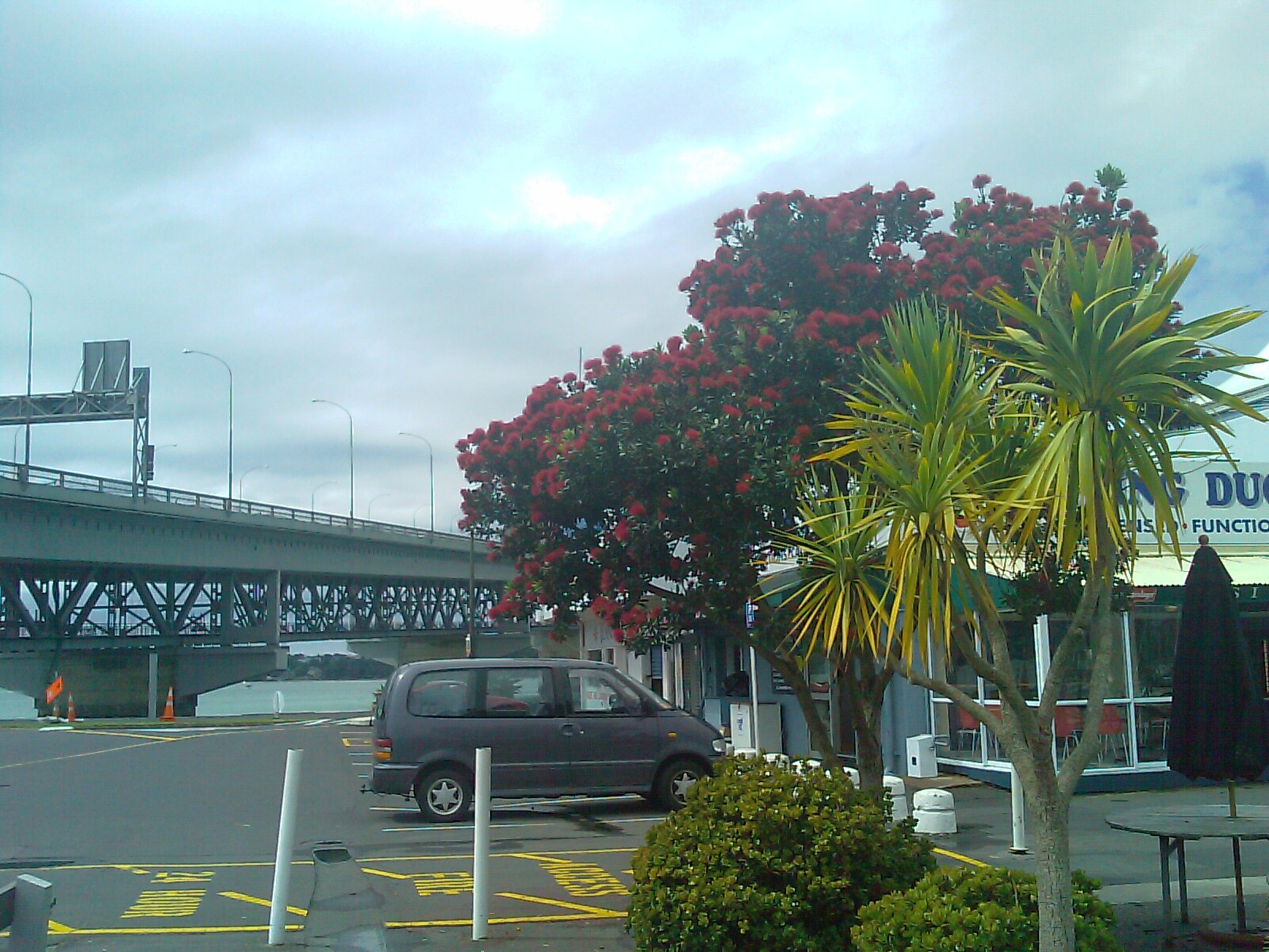 Pohutukawa blosom , 3 Dec 2009